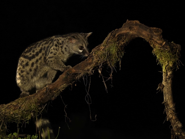 Gineta de noche en su hábitat