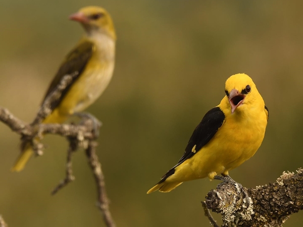 Oropéndola macho posada en una rama con plumaje amarillo