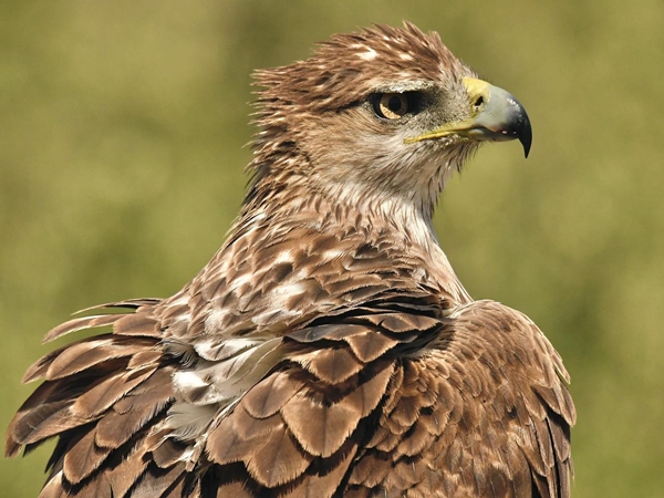 Águila de Bonelli posada en una rama cerca del Cerro Masatrigo