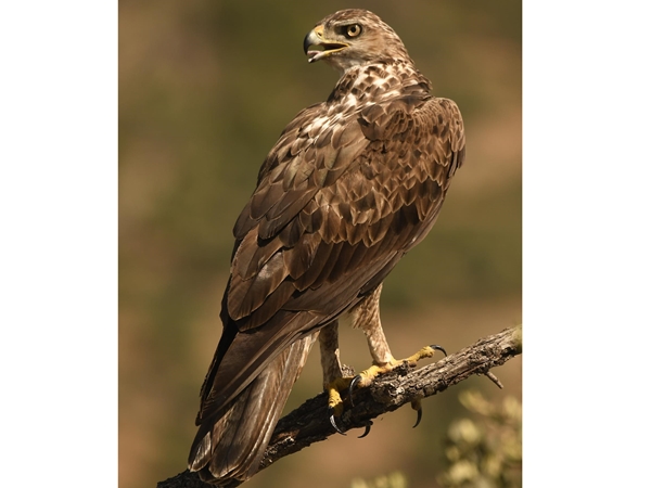 Águila de Bonelli en vuelo bajo buscando presas en la dehesa extremeña