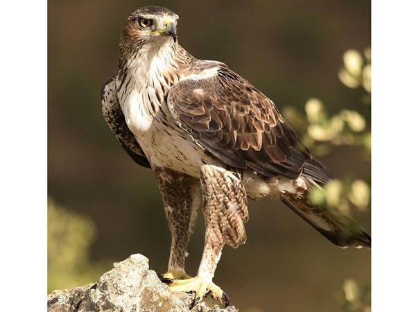 Águila de Bonelli posada en rama cerca del Cerro Masatrigo