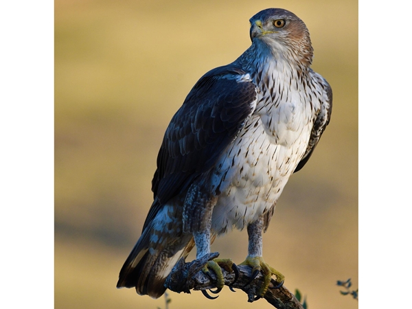 Águila de Bonelli posada en una rama