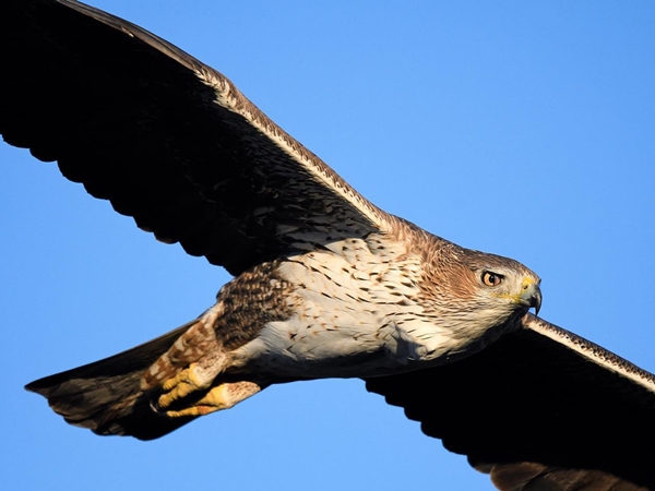 Águila de Bonelli en vuelo bajo buscando presas en la dehesa extremeña