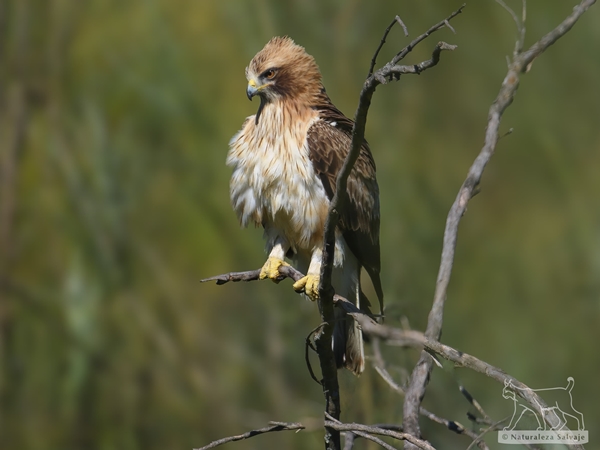 Águila calzada posada en un árbol en la Siberia Extremeña