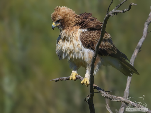 Águila calzada de morfo oscuro cazando cerca del Cerro Masatrigo