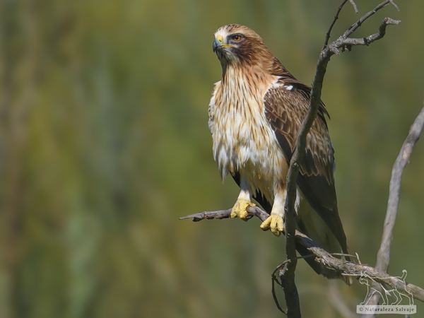 Águila calzada cerca de Esparragosa