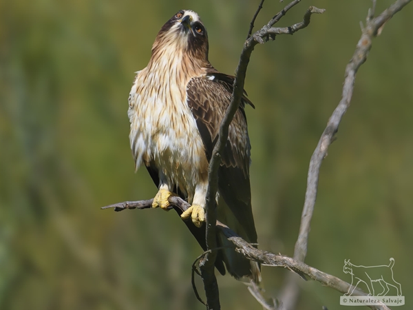 Águila calzada descansando