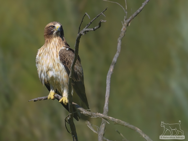 Águila calzada posada en un árbol en la Siberia Extremeña 2