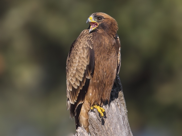 Águila calzada cerca de Esparragosa 2