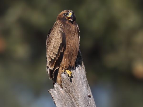 Águila calzada descansando 2