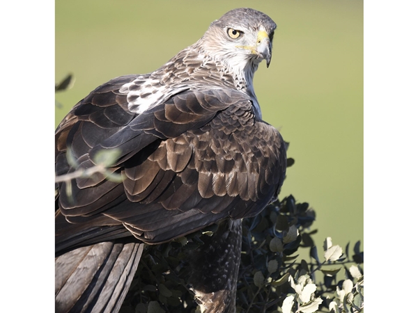 Águila de Bonelli posada en una rama cerca del Cerro Masatrigo