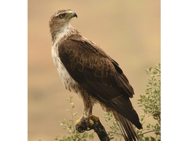 Águila de Bonelli en vuelo bajo buscando presas en la dehesa extremeña