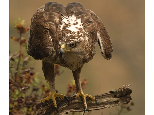Primer plano de la cabeza y el afilado pico de un águila de Bonelli