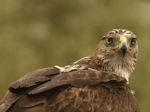 Águila de Bonelli posada en rama cerca del Cerro Masatrigo