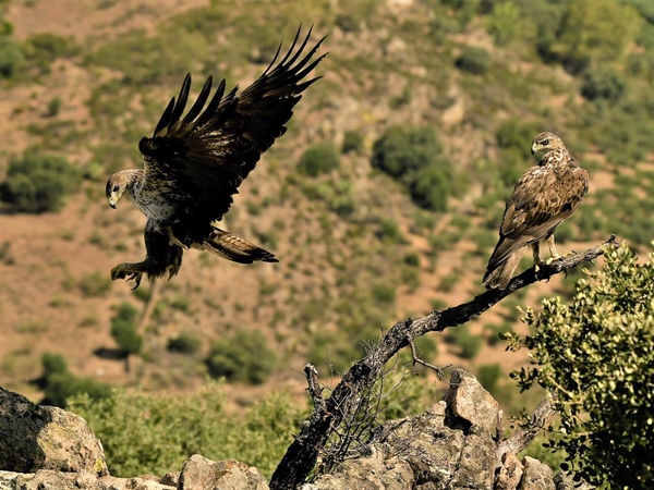 Águila de Bonelli posada en una rama