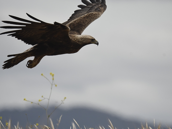 Águila real volando en la Siberia Extremeña