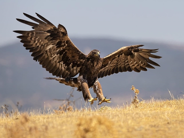  Águila real aterrizando