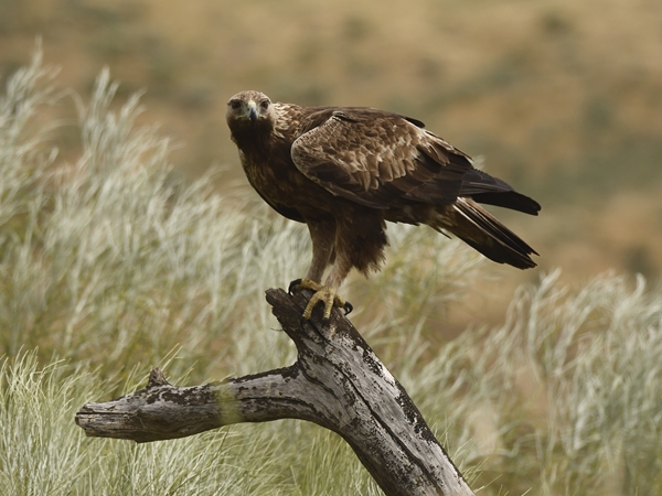 Águila real posando en una rama 1