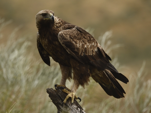 Águila real posando en una rama 2