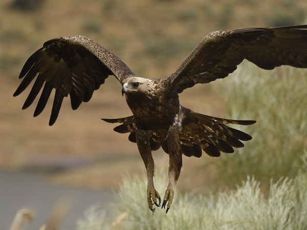 Águila real aterrizando