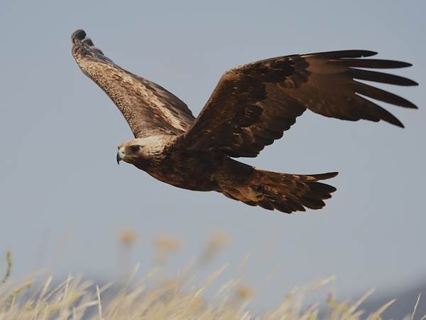 Águila real volando en la Siberia Extremeña 2