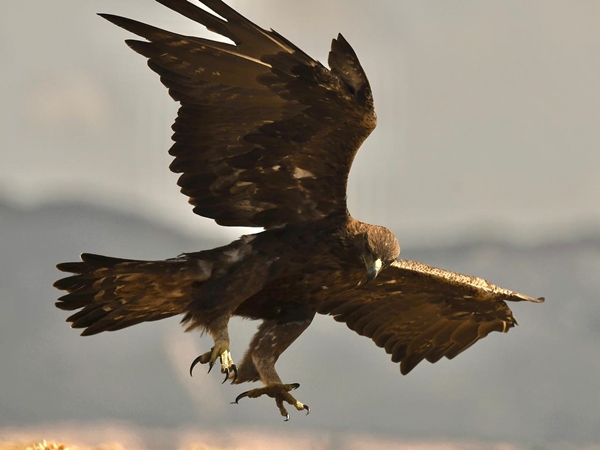 Águila real volando