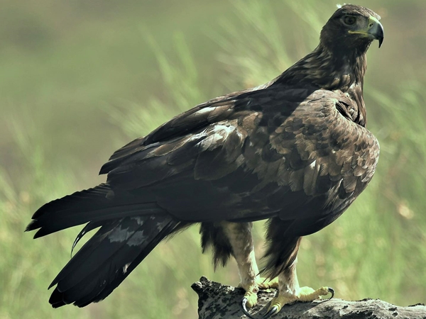 Águila real posando en una rama 2