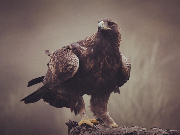 Águila real posando en una rama 3
