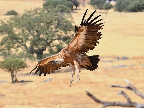 Buitre leonado posado en una roca