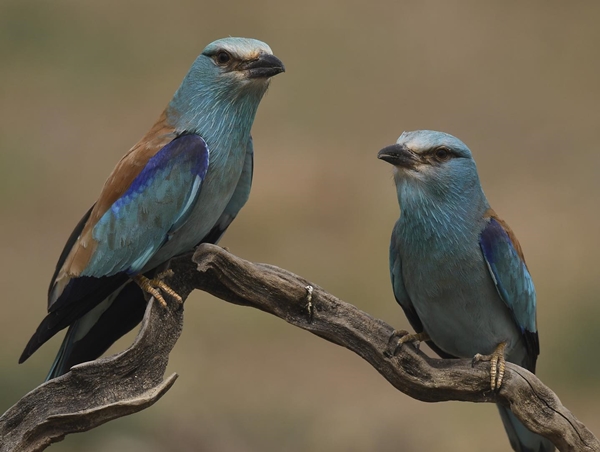 Carraca europea posada en una rama
