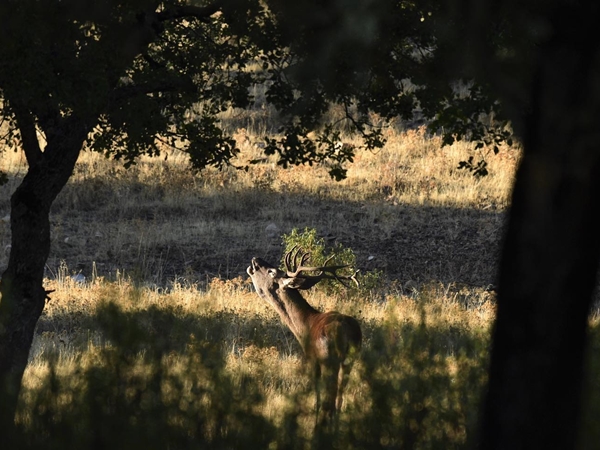 Venado bramando durante la berrea