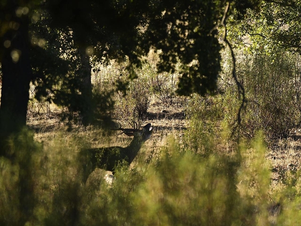 Ciervo cerca Esparragosa de Lares