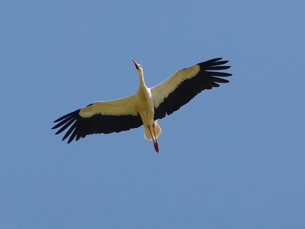 Cigüeña blanca volando en extremadura