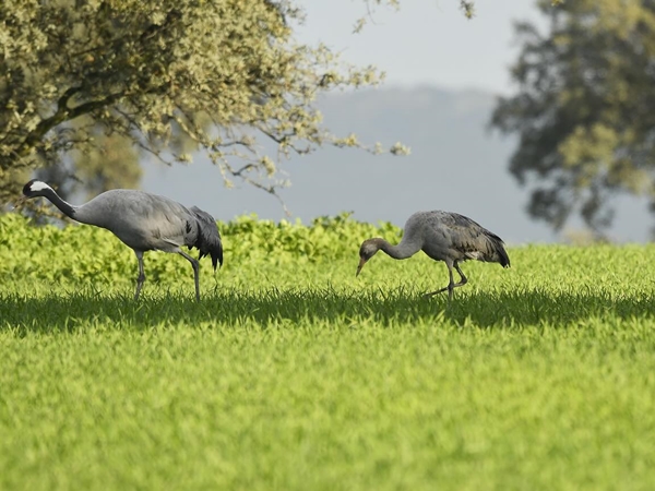 Grulla común en el agua