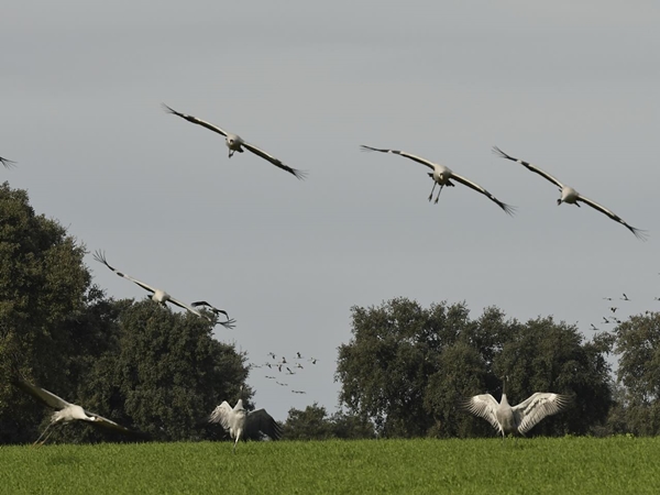 Pareja de grullas en un campo