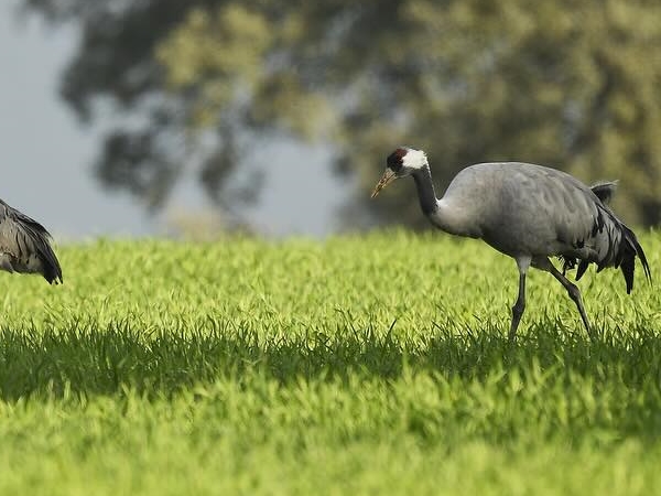 Grulla común alimentándose