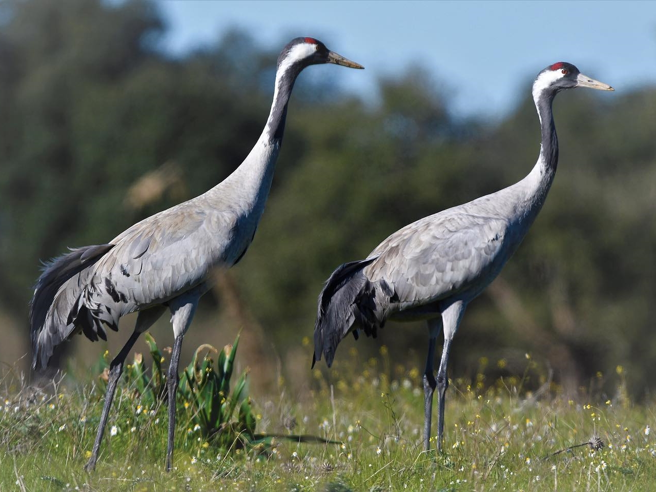 Grulla común Cerro Masatrigo