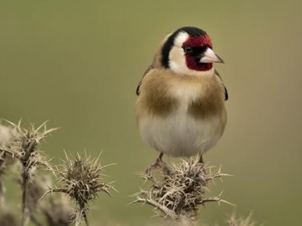 Jilguero alimentándose de semillas en un campo de Extremadura