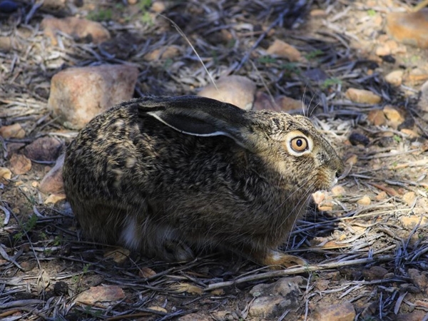 Liebre ibérica corriendo por los campos de Extremadura