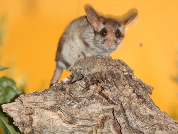 Lirón careto comiendo