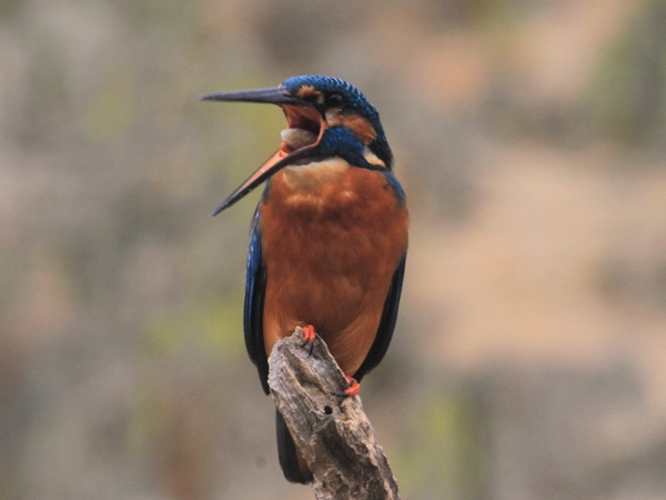 Martín pescador Extremadura