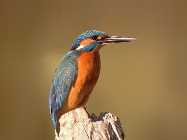 Martín pescador Cerro Masatrigo