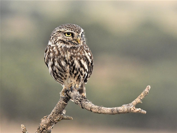Mochuelo europeo Extrremadura