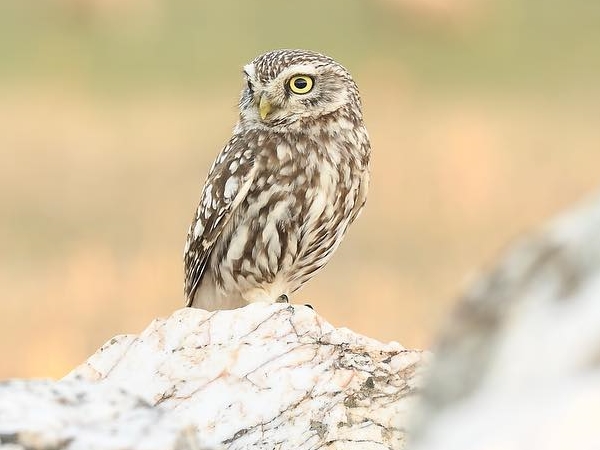 Mochuelo europeo Esparragosa de Lares