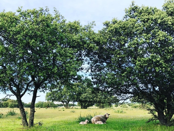 Ovejas pastando tranquilamente cerca del Cerro Masatrigo