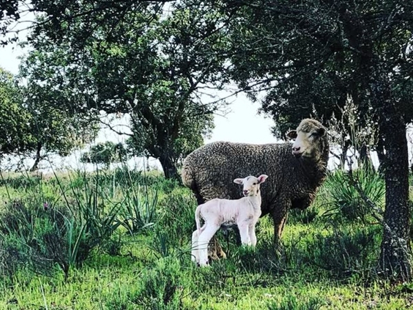 Un cordero recién nacido en un prado de la Siberia Extremeña