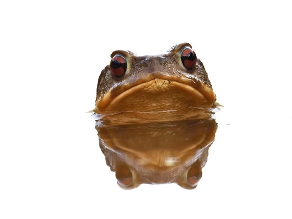 Sapo común en su hábitat nocturno cerca del Cerro Masatrigo