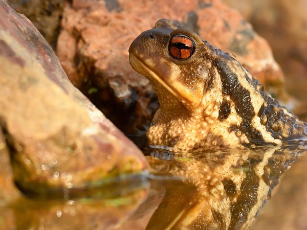 Dos sapos comunes en amplexo en una charca de la Siberia Extremeña