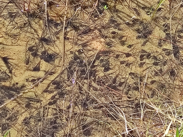 Pequeños sapos recién metamorfoseados cerca de Esparragosa