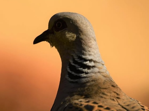 Tórtola turca buscando alimento en un campo de Extremadura